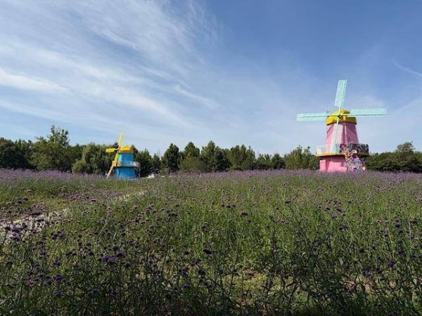 银河配资 国庆假期北京鲜花港推出夜场活动 十万平米花海进入最佳观赏期